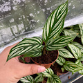 2" Custom Asst: Calathea Vittata  